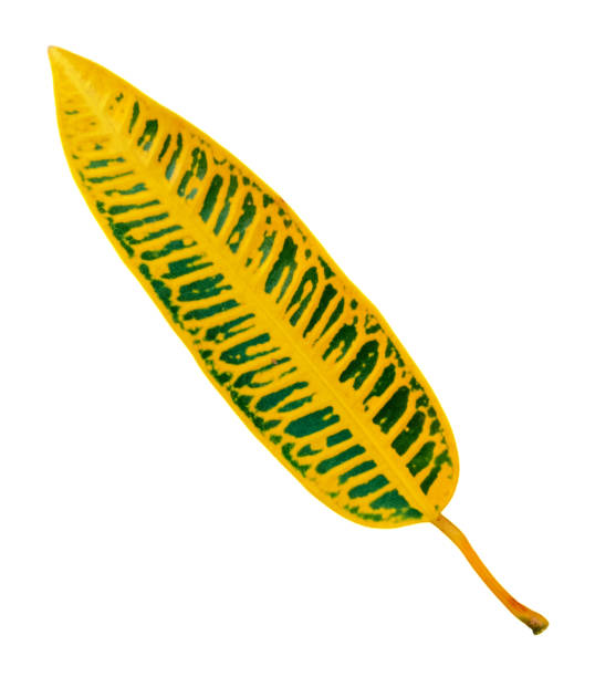 istock Codiaeum variegatum white background, mottled leaves, yellow leaves 1703680301