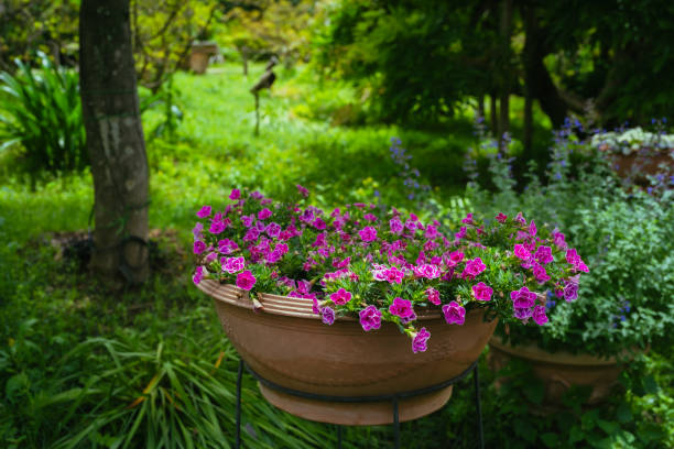 istock Petunia flowers in bloom in spring, May 2023 1703685055
