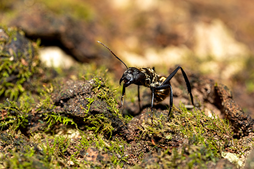 Big, angry and danger Ant in rainforest, Camponotus sericeiventris, Curu Wildlife Reserve, Costa Rica wildlife