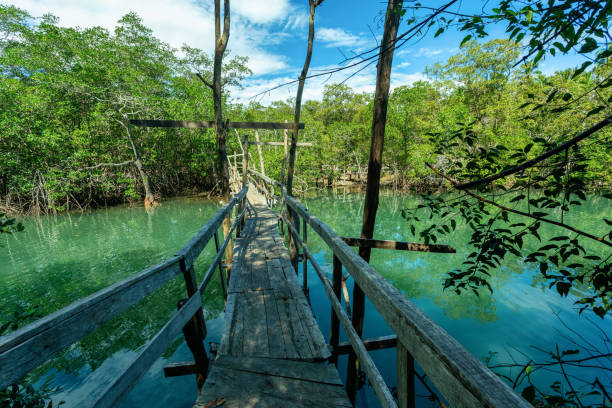istock Wooden bridge pathway over marshy river with vegetation thicket 1703698355