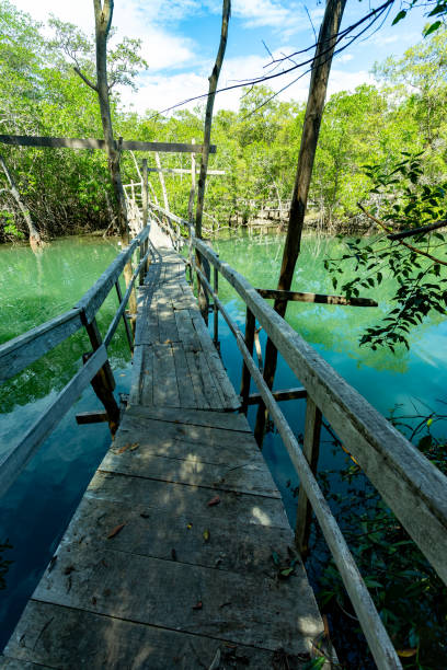 istock Wooden bridge pathway over marshy river with vegetation thicket 1703698357
