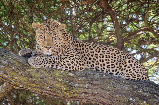 African Leopard (Panthera pardus) lying down in tree, looking at camera, Ngorongoro conservation area, Africa.