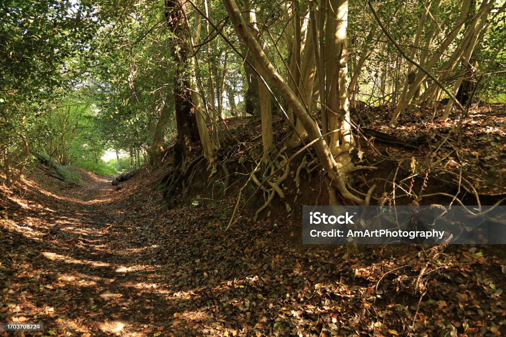 North Downs Way Guildford Surrey England Autumn colours of North Downs Way hiking area footpath Guildford Surrey England Europe Autumn Stock Photo
