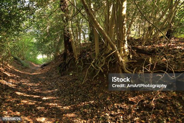 North Downs Way Guildford Surrey England Stock Photo - Download Image Now - Autumn, Autumn Leaf Color, Backgrounds