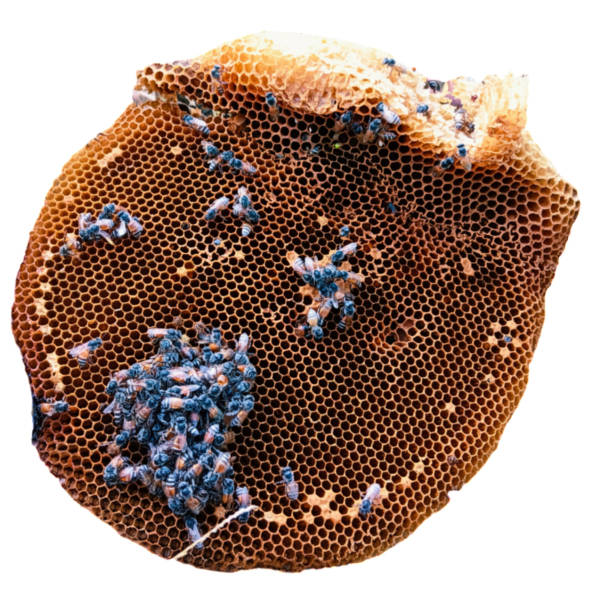 istock Beehive on white background, wild bee hive, mother bee 1703711500