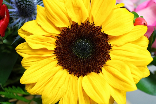 A beautiful closeup of sunflower