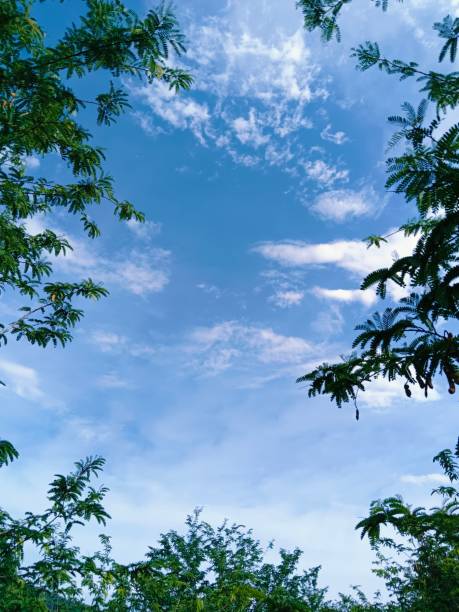 istock Green leaves contrast with the bright sky. 1703713642