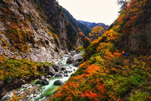 日本の紅葉が広がる北アルプスの黒部峡谷の下回廊