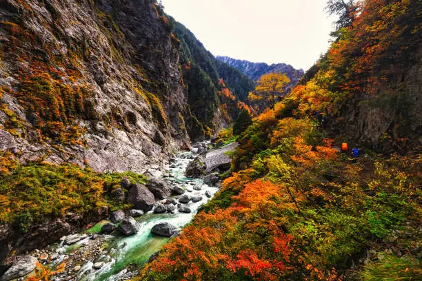 The lower corridor of Kurobe Gorge in the Northern Alps with autumn leaves in Japan