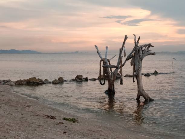 istock dry trees by the sea 1703732901