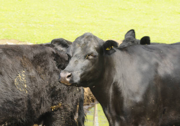 istock the angus cattle in the open 1703735175