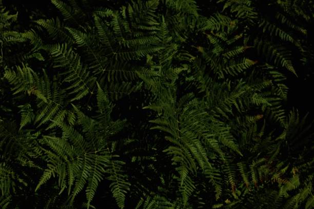 istock Dark forest fern background 1703740289