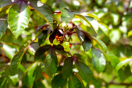 Bellyache bush plant with fruits