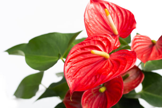 istock Flamingo flower or pigtail anthurium 1703742999