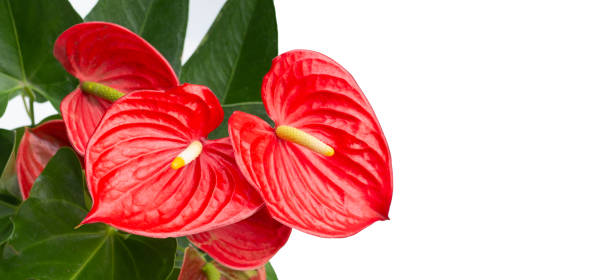 istock Flamingo flower or pigtail anthurium 1703744084