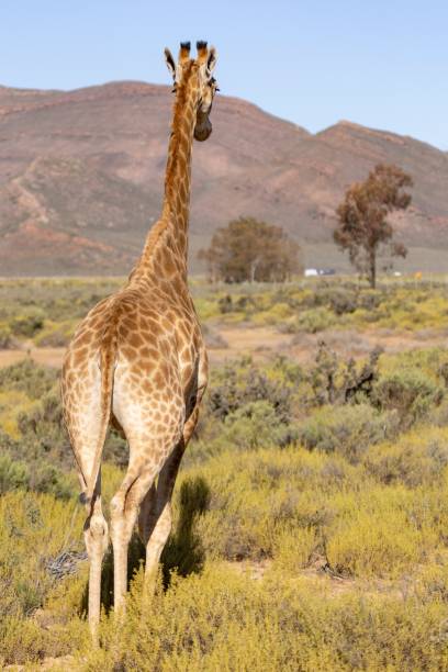 istock African giraffe stands on a rolling grassy plain, surrounded by picturesque trees. 1703757092
