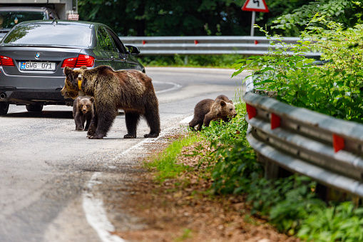 A family of brown bears walking in front of a car on the road in Shiretoko Peninsula, Hokkaido.