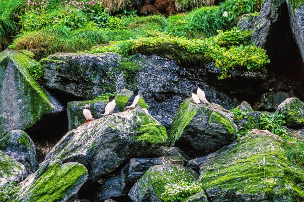istock Flock of Razorbill birds and a puffin on cliffs 1703771404