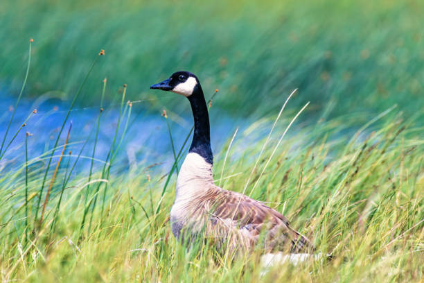 Free picture: Canada goose, high, grass, nature