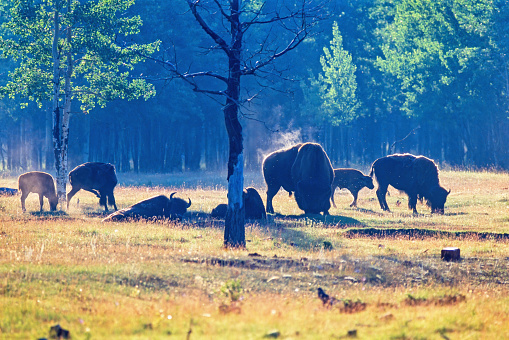 Bisons with a calves grazing on a sunny meadow by a forest