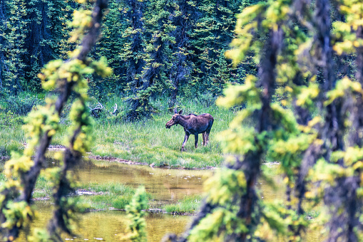 Moose in autumn in Gaspesia, Canada.
