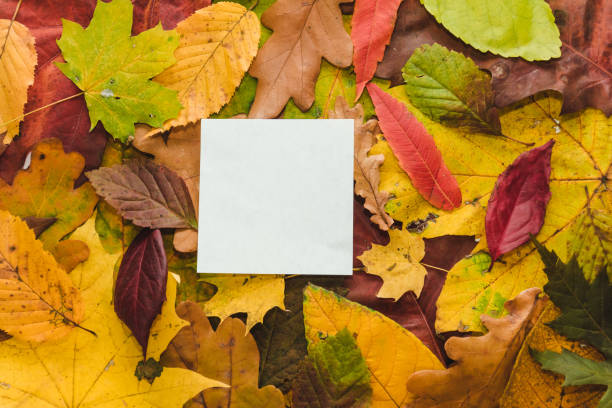 istock Autumn multicolored leaves background texture with space for text. Bright abstract autumn foliage background. Frame composed of yellow, green, red, orange autumn leaves. Fall leaves texture 1703775284