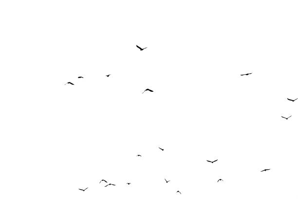 istock Flocks of birds flying over the white sky. 1703781329