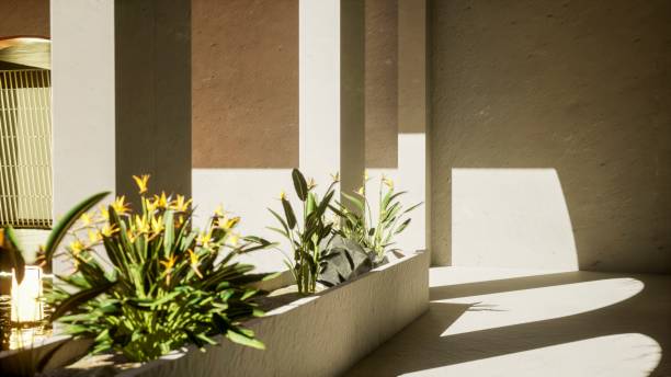 istock yellow flowers in pots. 1703789884