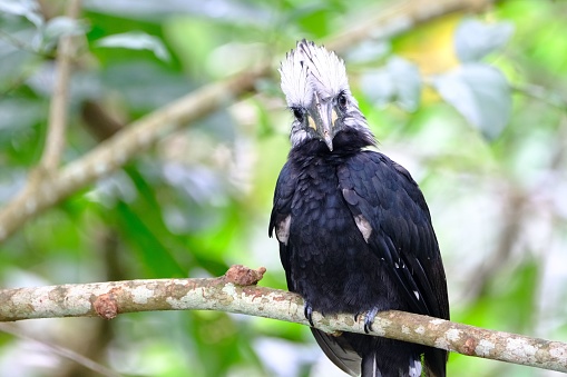 A white-crested hornbill perched on a branch in a tropical rainforest setting.