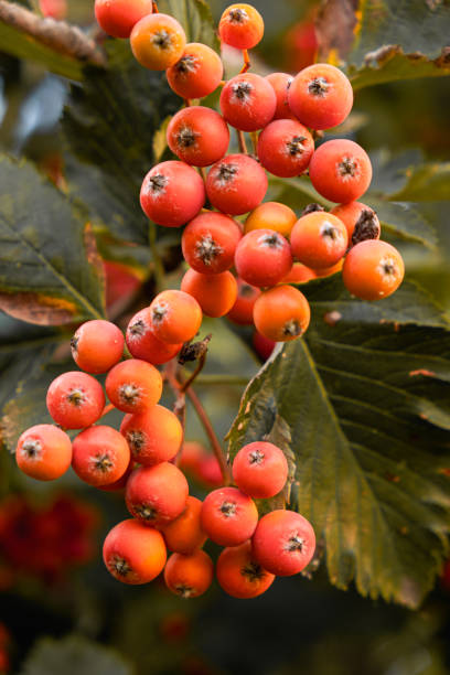 istock Scandinavian rowan berry on a tree close-up. 1703794359