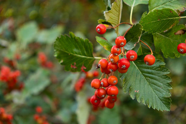 istock Scandinavian rowan berry on a tree close-up. 1703794360