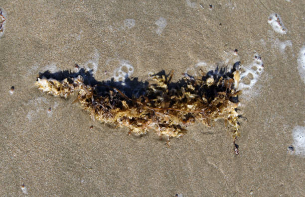 istock Seaweed that has washed up on the sand of a beach 1703803694
