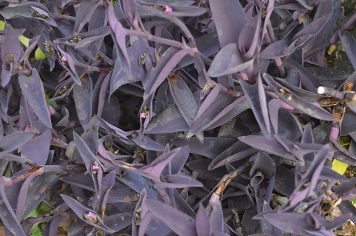 selective focus, Purple heart plant with the scientific name Tradescantia pallida, a plant species in the genus Tradescantia. This plant is native to the Gulf Coast region in eastern Mexico.