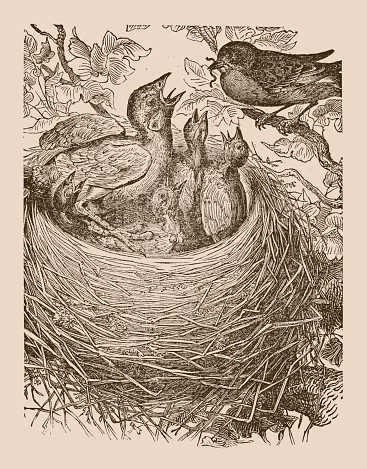 The Cuckoos in the Hedge-Sparrow's nest