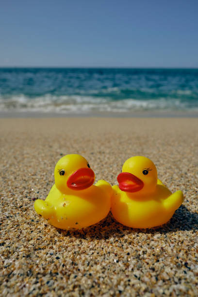 istock Conceptual, friendship, romance, vacations. Two rubber ducks on Pedn Vounder Beach, Cornwall on a bright sunny day enjoying their beach holiday. 1703809860