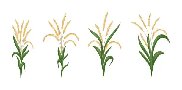 Vector illustration of Asian rice. Leaf and paddy seeds. Plant crop. Grain food growing. Botanical agriculture. Ear or grass plantations. Harvest cultivation. Green stems set. Vector isolated tidy drawing