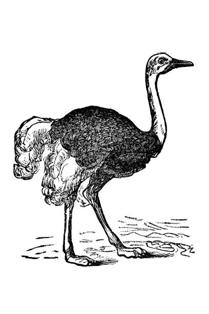 Ostrich Ostrich ostrich farm stock illustrations