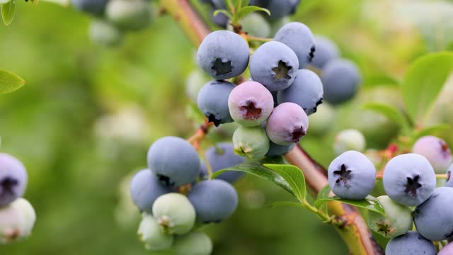 Blueberries ripening on the bush. Shrub of blueberries. Growing berries in the garden.