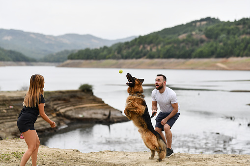 Couple Urging Their German Shepherd Dog To Catch Tennis Ball
