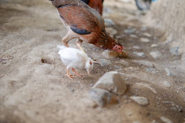 istock several free-range chickens were eating rice on the ground 1703826897