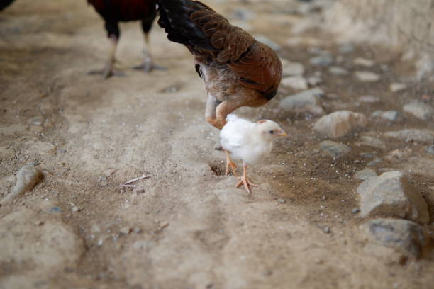 istock several free-range chickens were eating rice on the ground 1703827405