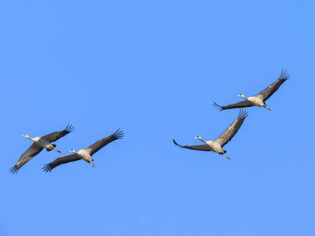 istock A group of Common Cranes flying blue sky 1703832957