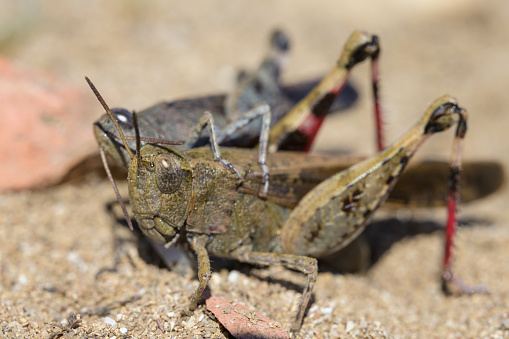A group of brown grasshoppers (Aiolopus strepens) sitting on the ground, sunny day in Cres (Croatia)