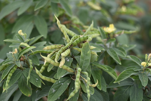 Pigeon Pea or Tuvar Beans Vegetable on Plant, Toor Beans, Tur Beans , Field, Close Up