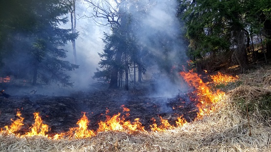 Closup of a fire line in a forest fire.