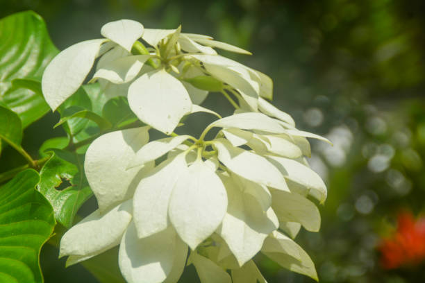 istock Tropical plants from Indonesia. Gardens in Indonesia. 1703848505