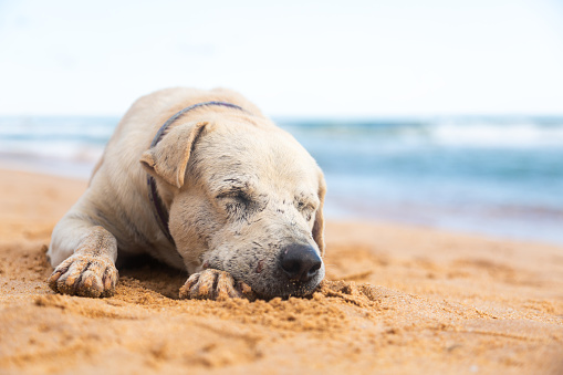 An old dog sleeping on a sandy beach with ocean and sky. The dog is a light tan color and appears to be a Labrador Retriever. The dog is lying on its side with its head resting on the sand. The dog’s eyes are closed and it appears to be sleeping peacefully. The background consists of the ocean and the horizon. The water is a deep blue and the sky is a lighter blue with some clouds. The sand is a light orange color and appears to be soft and fine.