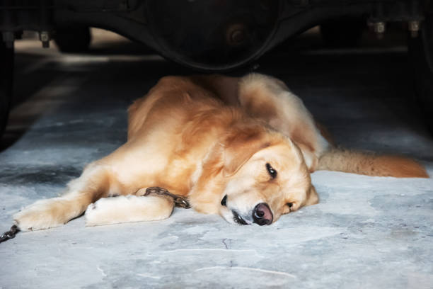 istock Dog lying under the car 1703864988