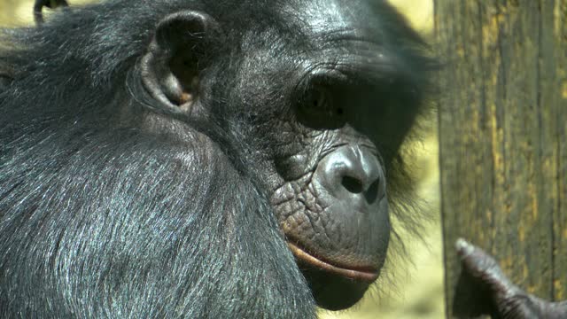 Bonobo looking around