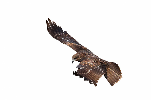 Bird of prey Black kite flying isolated on a white background.